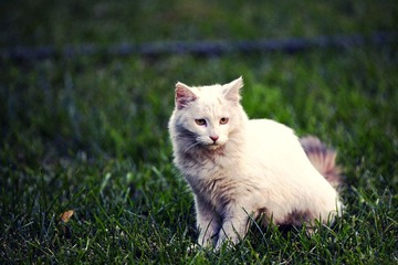 _MG_9311.jpg
