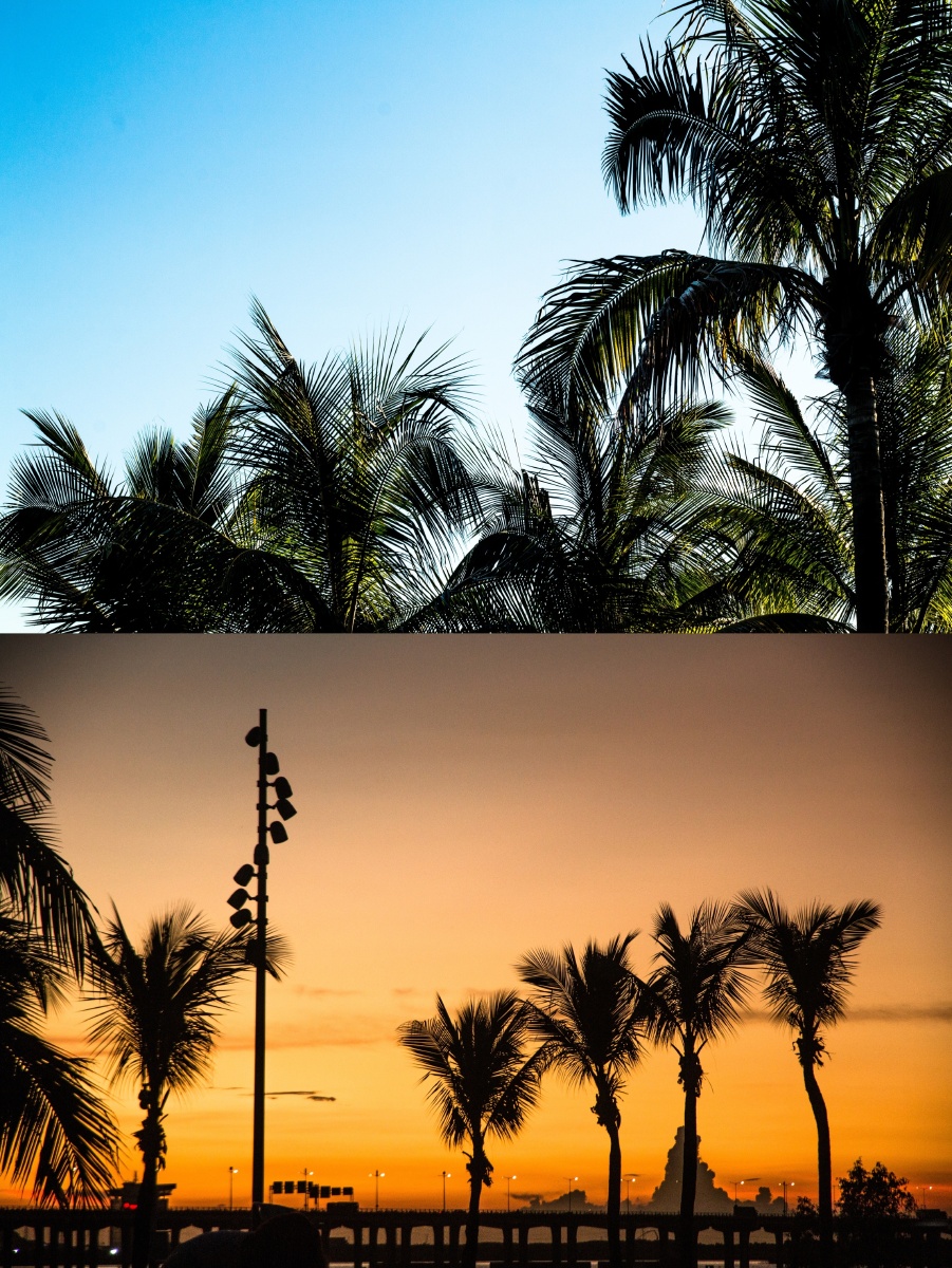 深圳市海边公园椰子树