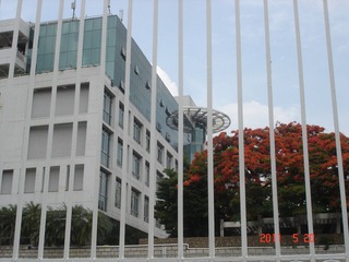 凤凰花掠影2