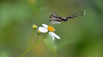 鳳園一日 (4)