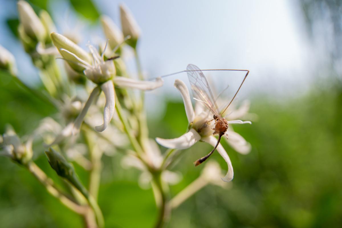 吸食花蜜的蚊子