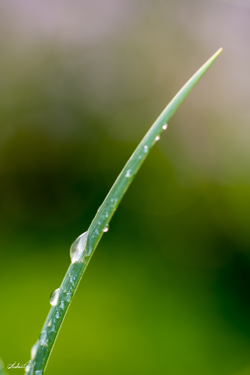 《白露》清晨,露水凝结在植物园园内马蔺的细长叶子上.