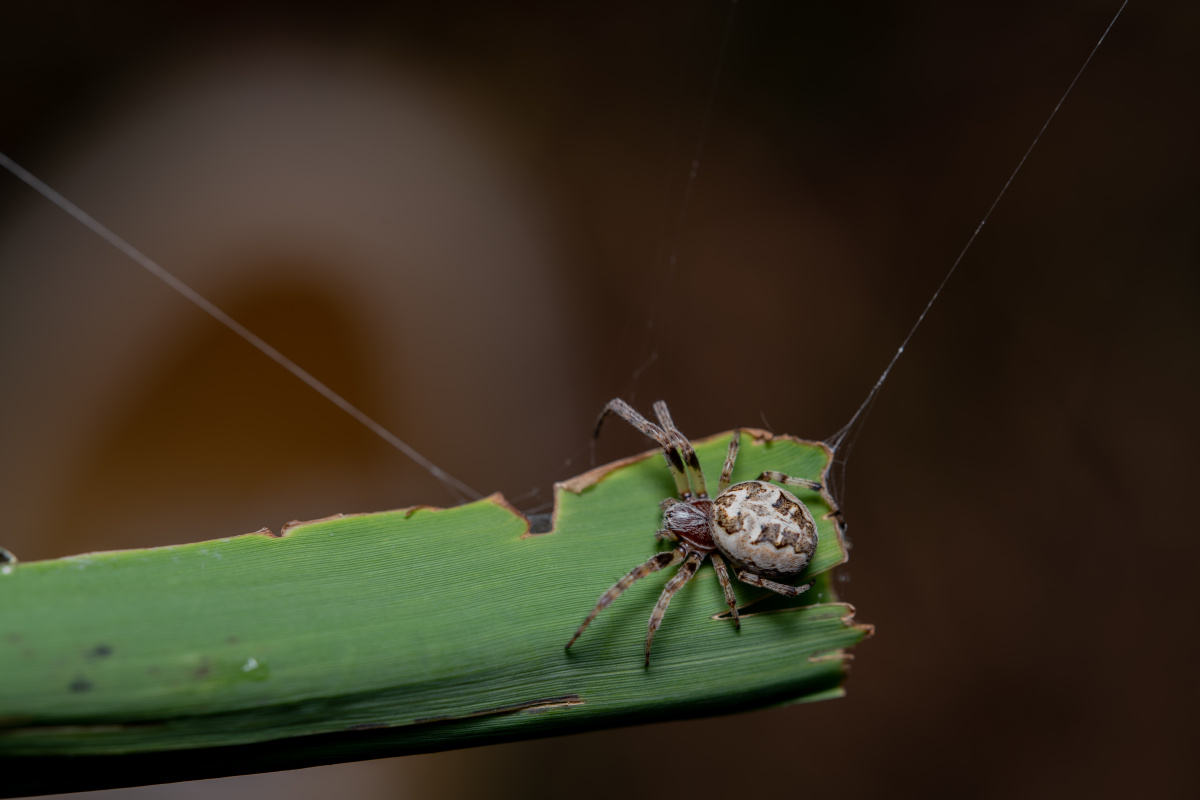 一截芦苇叶子上一只角类肥蛛正在安静的等待猎物丝线的振动会为它带来