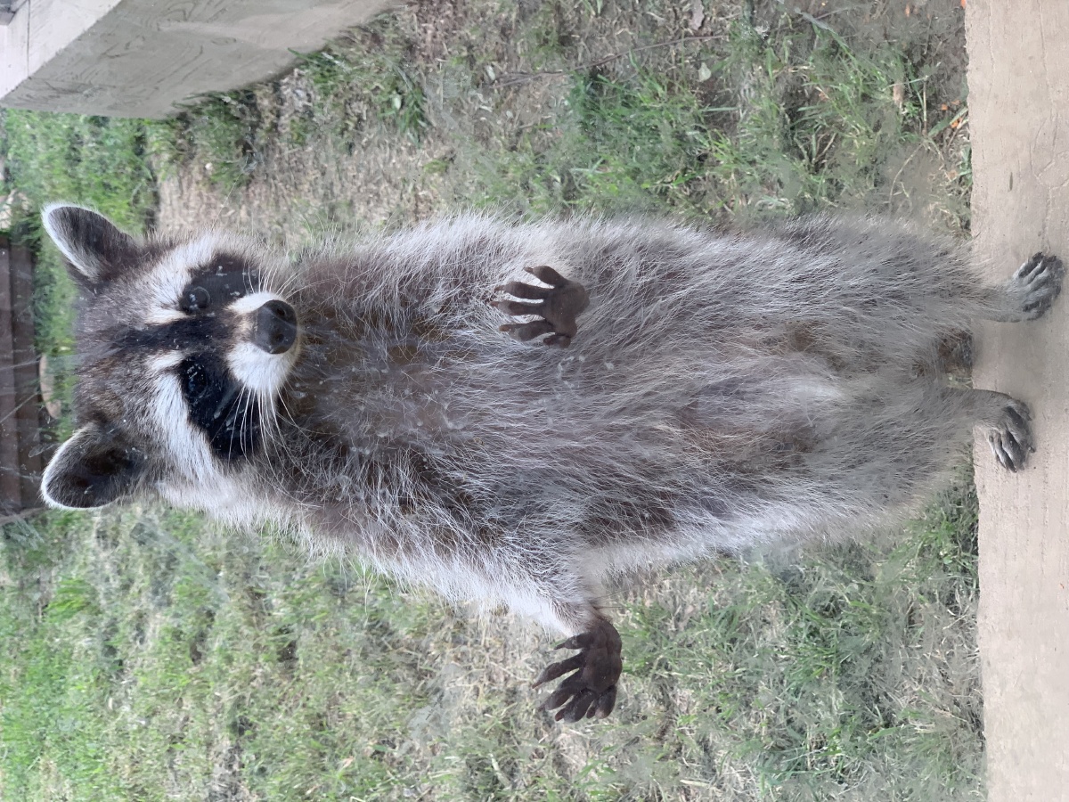 动物园里有什么!小浣熊.