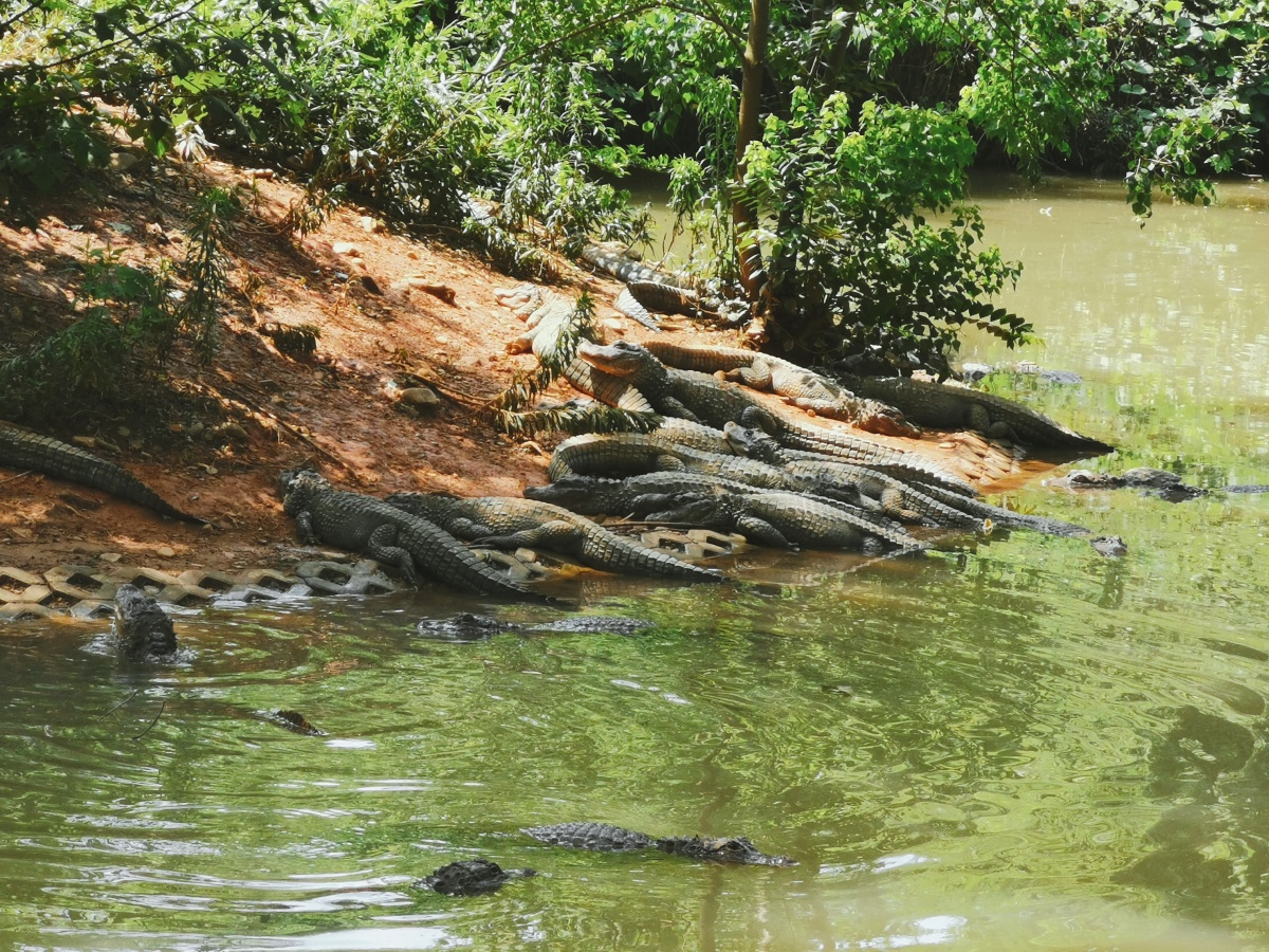安徽宣城敬亭山鳄鱼湖
