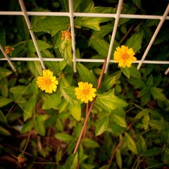 小花