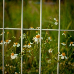 小花