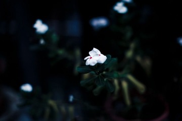 IMG_0967.jpg