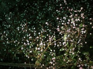 PB132659-2.jpg