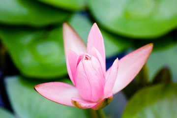 图丽打莲花