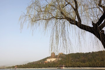 图丽打莲花