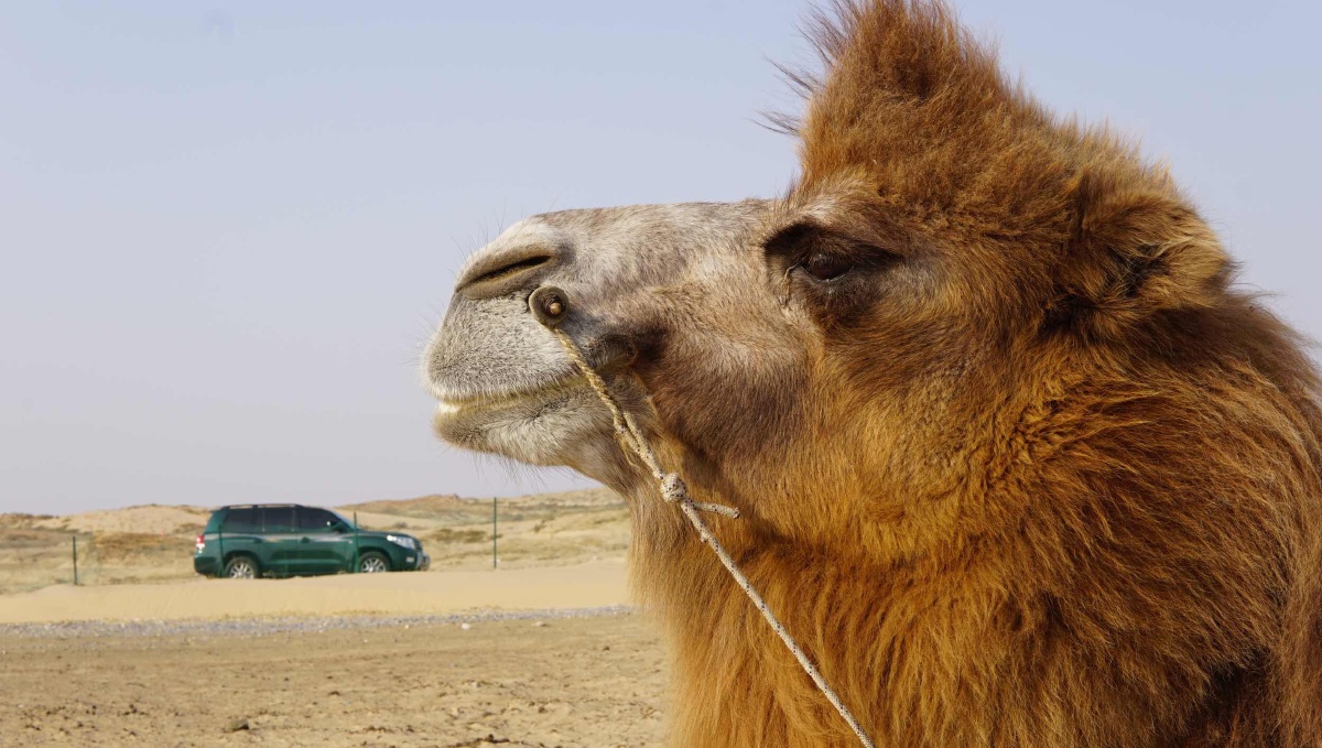 随拍,沙漠骆驼 - a我是姜宇航拍 - 图虫网 - 优质摄影师交流社区