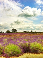 somerset的薰衣草
