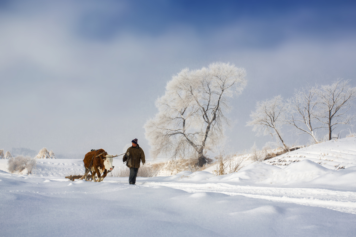 雪中的牛爬犁