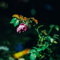 003