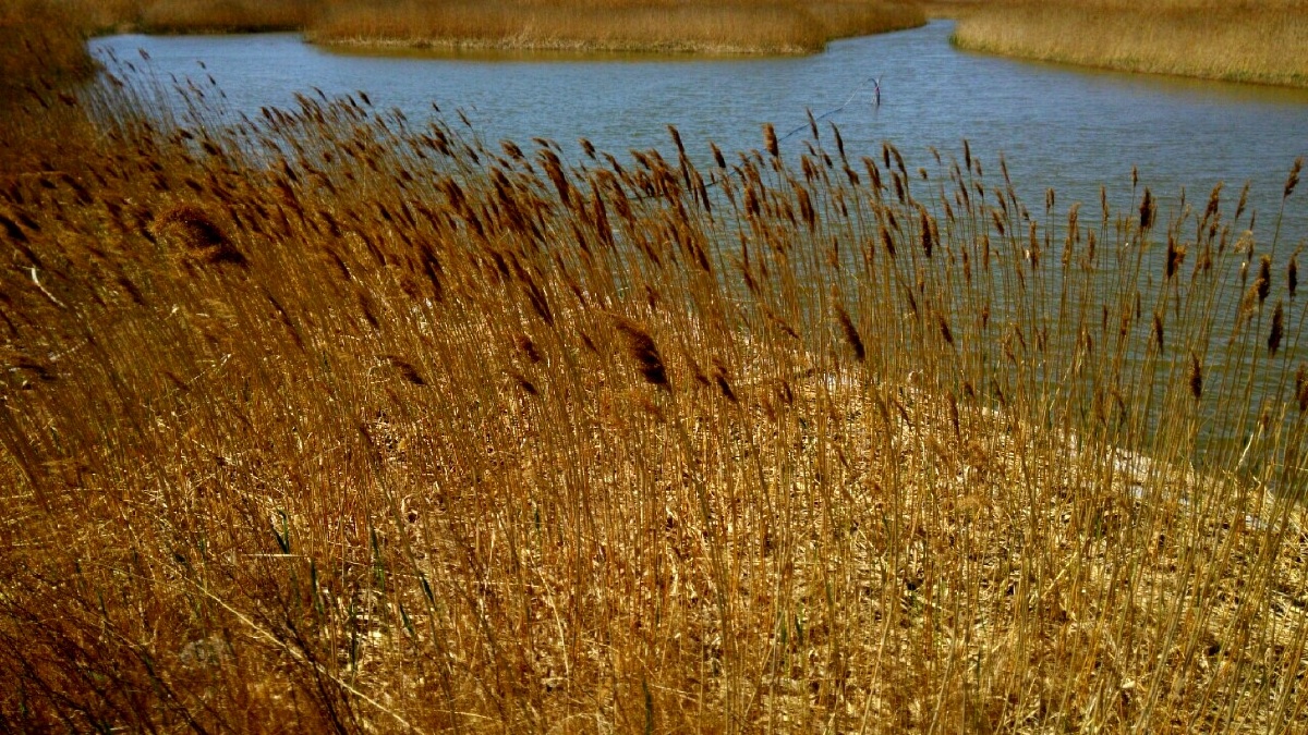 芦苇 - 风光, mi3手机 - chsh - 图虫摄影网
