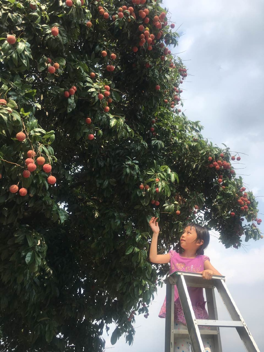 摘荔枝