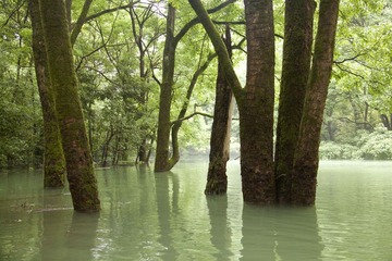 水上森林