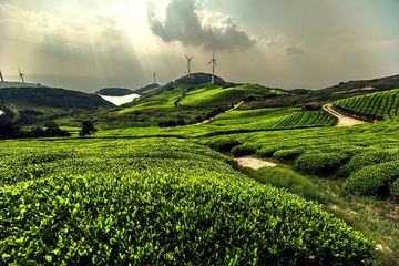 茶田