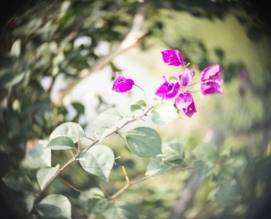 _DSF0033