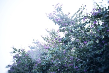 _DSF0040
