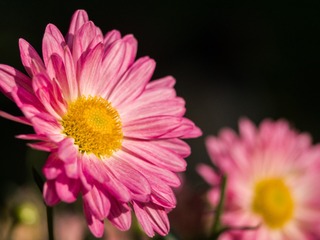 P1130594