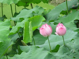 img_5059_