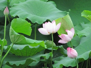 img_5078_