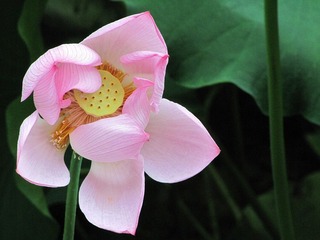 img_5090_