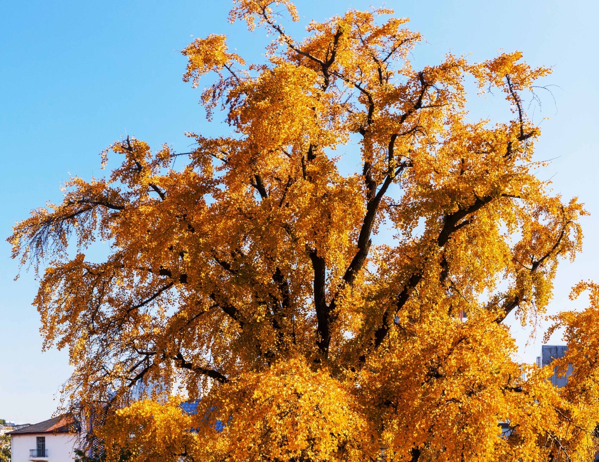 晴川历历汉阳树 - 摄影夏风 - 图虫