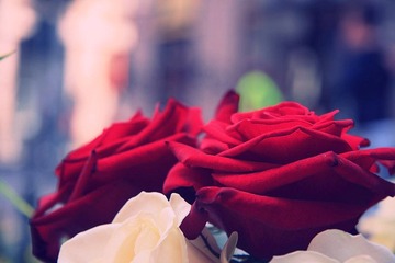 Rose...