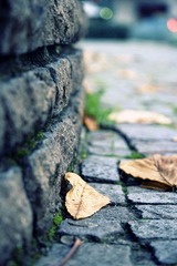 dof