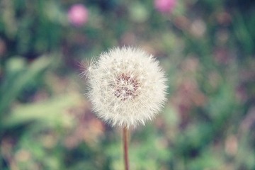 Dandelion