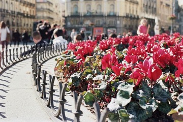 Plaza del sol