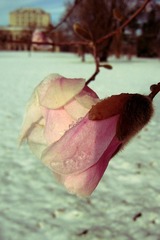 Magnolia flowers