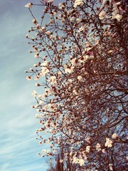 Magnolia flowers in early spring