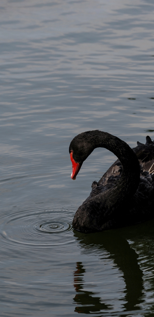 一点红--天鹅壁纸