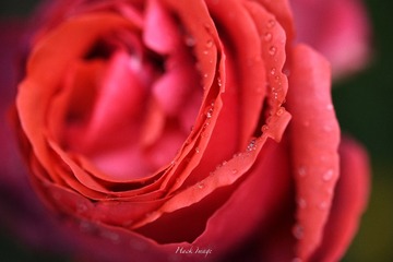 D4826E8D-137A-4BCE-A1E7-348858288359/L0/001