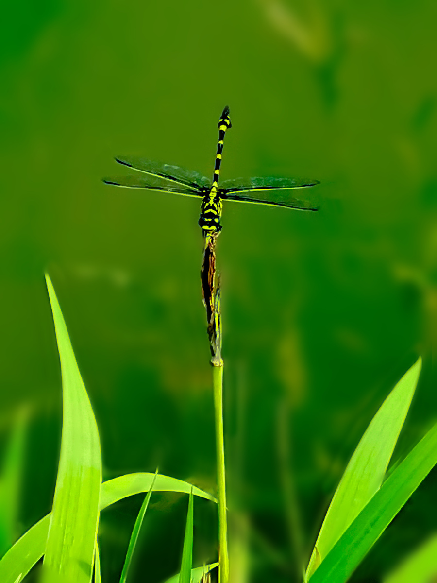 翘尾巴的蜻蜓手机