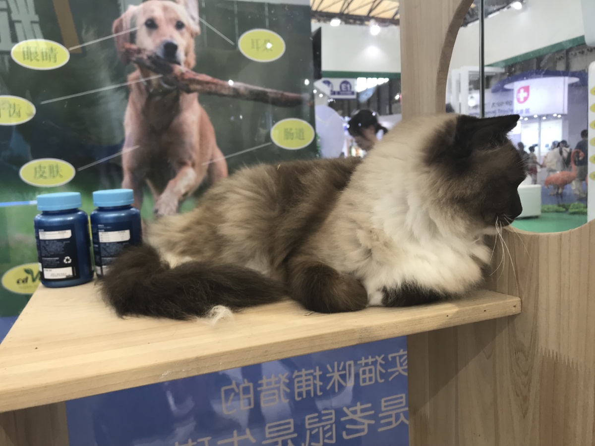 在哪里可以买到宠物猫