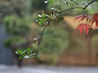 E4C1A785-54C0-4505-8FD8-07EF78207241/L0/001