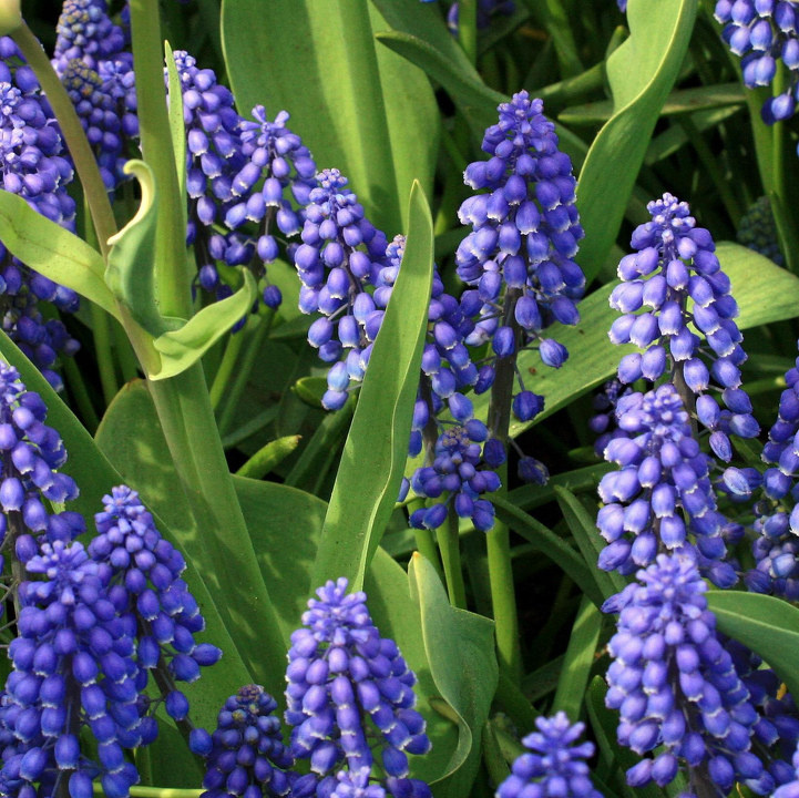 蓝色风信子花苞 br />