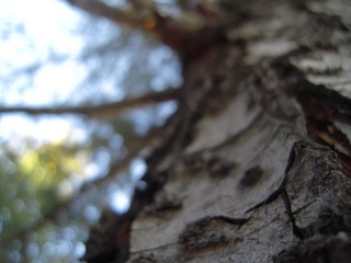 DSCN7676.jpg