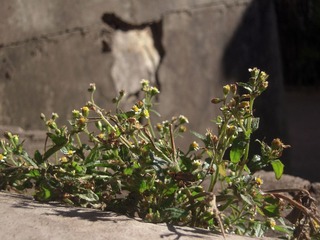 DSCN7471.jpg
