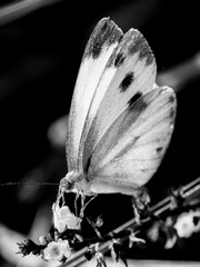 2007643