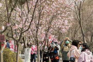 樱花节 隅田川