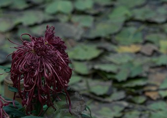 20111106-IMGP7242.jpg