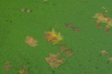 20111106-IMGP7471.jpg