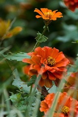 IMGP6951.jpg