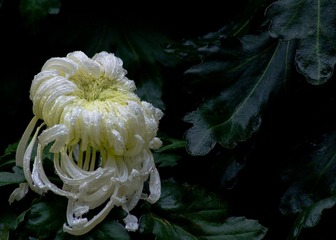 IMGP6979.jpg